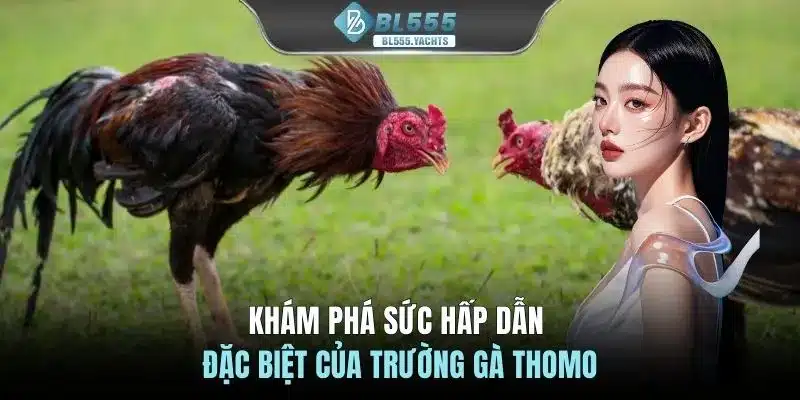 Khám phá sức hấp dẫn đặc biệt của trường gà Thomo