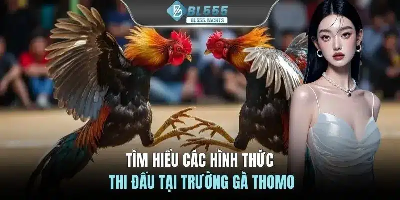 Tìm hiểu các hình thức thi đấu tại trường gà Thomo