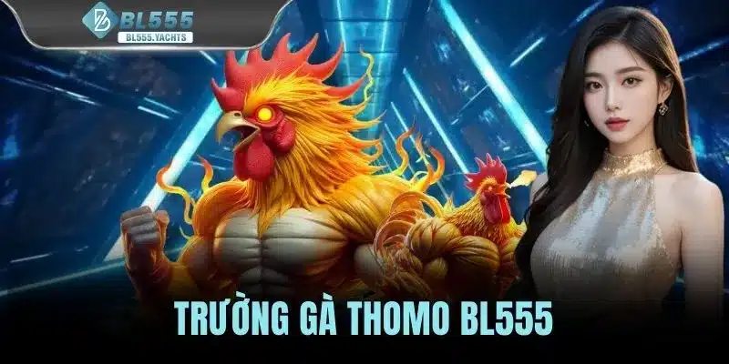 Trường Gà Thomo - Điểm Hẹn Của Những Trận Đá Gà Kịch Tính